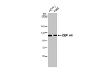 GEF-H1 Antibody in Western Blot (WB)