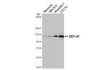 GEF-H1 Antibody in Western Blot (WB)