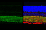 SLC6A1 Antibody in Immunohistochemistry (Paraffin) (IHC (P))