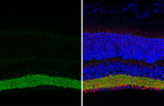 SLC6A1 Antibody in Immunohistochemistry (Paraffin) (IHC (P))