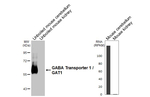 SLC6A1 Antibody in Western Blot (WB)