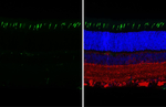 Opsin Red/Green Antibody in Immunohistochemistry (Paraffin) (IHC (P))