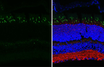 Opsin Red/Green Antibody in Immunohistochemistry (Paraffin) (IHC (P))