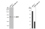 ZER1 Antibody in Western Blot (WB)
