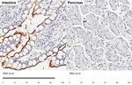 XPNPEP2 Antibody in Immunohistochemistry (Paraffin) (IHC (P))