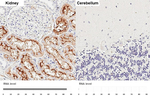 XPNPEP2 Recombinant Rabbit Monoclonal Antibody (HL3492)