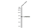 XPNPEP2 Antibody in Western Blot (WB)