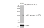 Phospho-eNOS (Ser1177) Recombinant Rabbit Monoclonal Antibody (HL3498)
