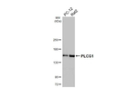 PLCG1 Antibody in Western Blot (WB)