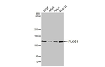 PLCG1 Antibody in Western Blot (WB)