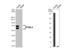 Nectin 4 Antibody in Western Blot (WB)