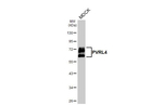 Nectin 4 Antibody in Western Blot (WB)