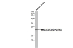 FTMT Antibody in Western Blot (WB)