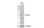 STX17 Antibody in Western Blot (WB)
