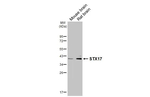 STX17 Antibody in Western Blot (WB)