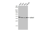 STX17 Antibody in Western Blot (WB)