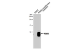 NMU Antibody in Western Blot (WB)