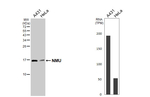 NMU Antibody in Western Blot (WB)