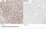 CXCR5 Antibody in Immunohistochemistry (Paraffin) (IHC (P))
