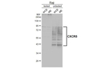 CXCR5 Antibody in Western Blot (WB)