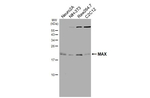 MAX Recombinant Rabbit Monoclonal Antibody (HL3577)