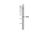 MAX Antibody in Western Blot (WB)