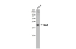 MAX Antibody in Western Blot (WB)