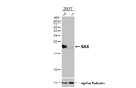 MAX Antibody in Western Blot (WB)