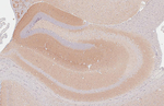 NLGN3 Antibody in Immunohistochemistry (Paraffin) (IHC (P))