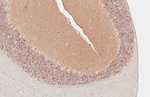 NLGN3 Antibody in Immunohistochemistry (Paraffin) (IHC (P))