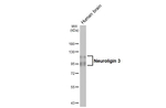 NLGN3 Antibody in Western Blot (WB)