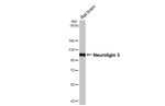 NLGN3 Antibody in Western Blot (WB)