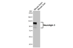 NLGN3 Antibody in Western Blot (WB)