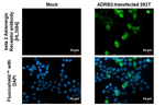 beta-2 Adrenergic Receptor Antibody in Immunocytochemistry (ICC/IF)
