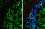 GPRC5C Antibody in Immunohistochemistry (Frozen) (IHC (F))