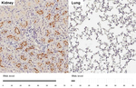 GPRC5C Antibody in Immunohistochemistry (Paraffin) (IHC (P))