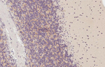 GPRC5C Antibody in Immunohistochemistry (Paraffin) (IHC (P))
