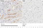 GPRC5C Recombinant Rabbit Monoclonal Antibody (HL3595)