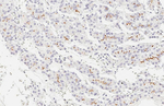 GPRC5C Antibody in Immunohistochemistry (Paraffin) (IHC (P))