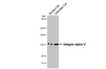CD51 Antibody in Western Blot (WB)
