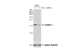 Cofilin Antibody in Western Blot (WB)
