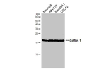 Cofilin Antibody in Western Blot (WB)