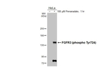 Phospho-FGFR3 (Tyr724) Recombinant Rabbit Monoclonal Antibody (HL3612)