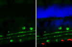 ChAT Antibody in Immunohistochemistry (Frozen) (IHC (F))