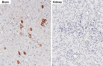 ChAT Antibody in Immunohistochemistry (Paraffin) (IHC (P))