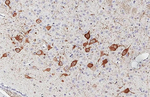 ChAT Antibody in Immunohistochemistry (Paraffin) (IHC (P))
