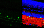 ChAT Antibody in Immunohistochemistry (Paraffin) (IHC (P))