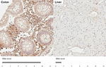EPCR Recombinant Rabbit Monoclonal Antibody (HL3619)