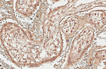 EPCR Antibody in Immunohistochemistry (Paraffin) (IHC (P))