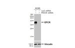EPCR Antibody in Western Blot (WB)